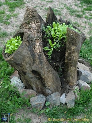 Donated Seeds
Seed-grown plants decorating an old tree stump.
Keywords: May13;Fam-Horlaceni;seeds