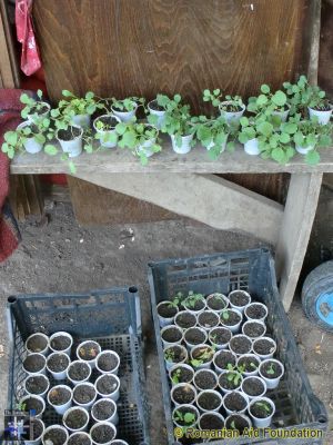 Donated Seeds
Seedlings from seeds provided by a donor in south Wales
Keywords: May13;Fam-Horlaceni;Seeds