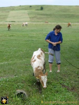 A New Cow for Nicoleta
Keywords: Jul14;Fam-Horlaceni;