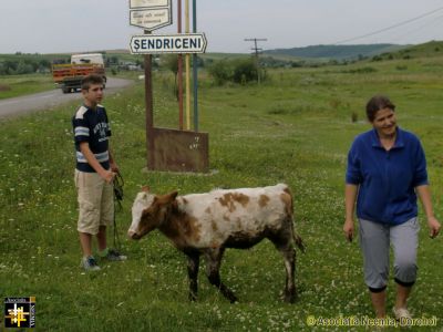 A New Cow for Nicoleta
Keywords: Jul14;Fam-Horlaceni;pub1408a
