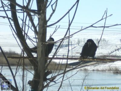 Winter Scenery
Keywords: Mar13