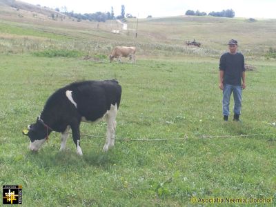 New Cow for Matei Family
Keywords: Sep13;