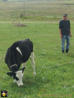 New Cow for Matei Family
Keywords: Sep13;