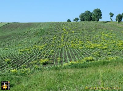 The Rape's Progress
A neighbouring field was planted with rape seed and some of it escaped, possibly compromising the primary crop in this field.
Keywords: May14;scenery