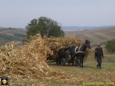 The Haywain [2]
It's maize, not hay, but you get the idea.
Keywords: Sep16;Fam-Horlaceni