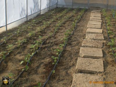 New Vegetable Plants
Keywords: Apr19;Casa.Neemia