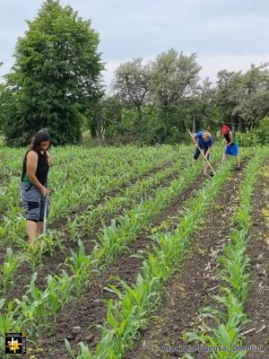 Land at the Warehouse
Keywords: May24;Dealu.Mare