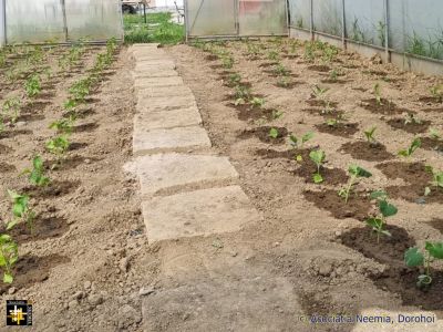 Preparing the Polytunnel
Keywords: May24;C.Neemia